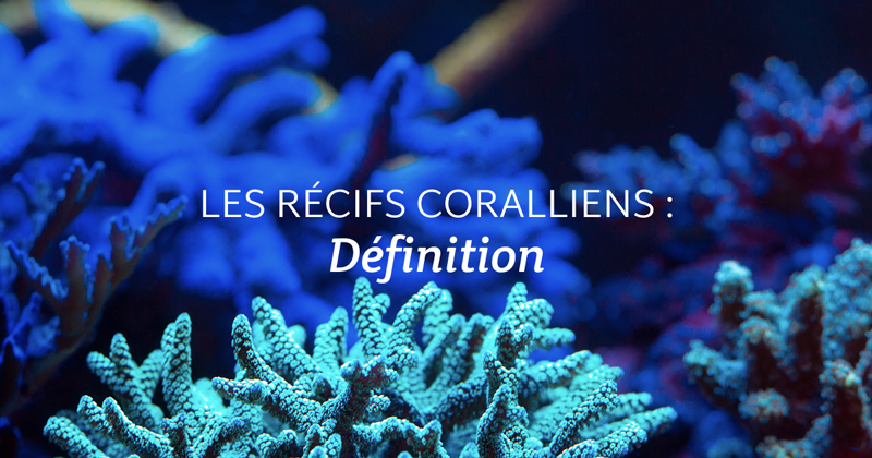 greenoco-recifs-coralliens